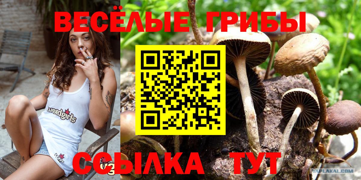 Псилоцибиновые грибы Psilocybine cubensis  Вход с VPN  Псилоцибиновые грибы MAGIC MUSHROOMS  Калач-на-Дону 